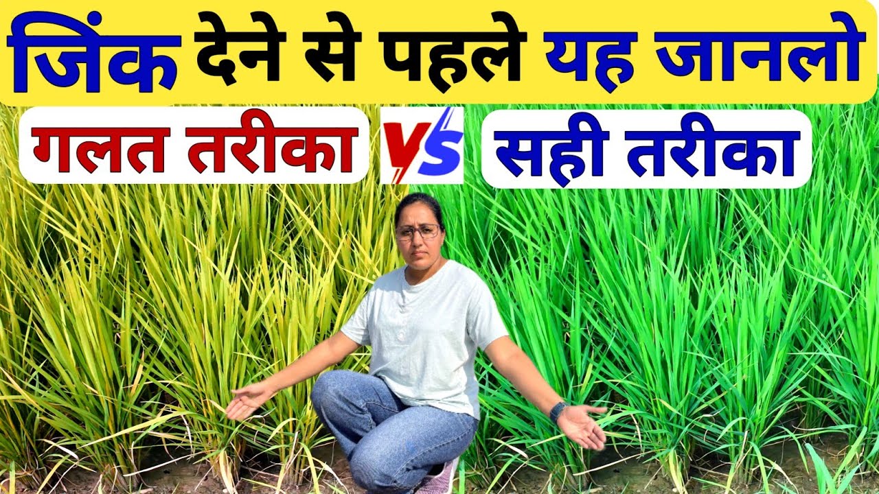 धान मे जिंक डालने से पहले यह जानलो | dhan ki kheti | paddy farming | dhan me kalle kaise badhaye