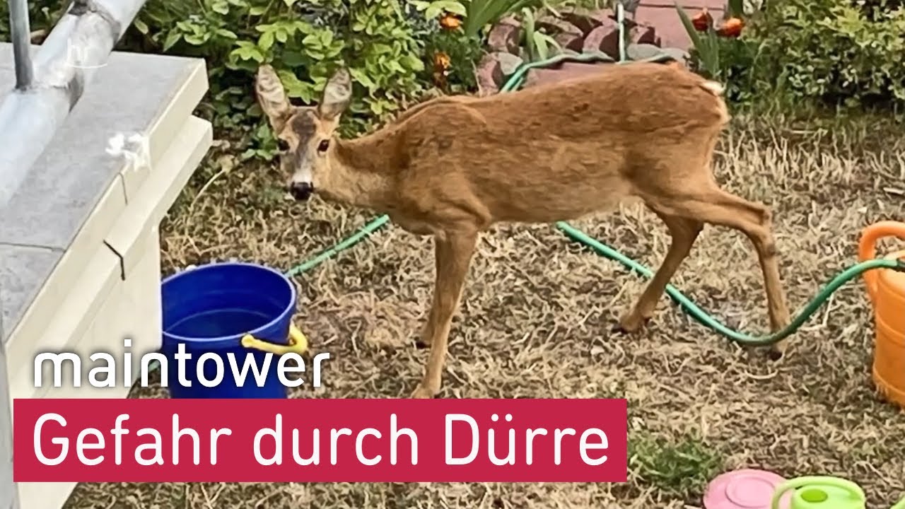 Wenn die Trockenheit zur Gefahr wird | maintower