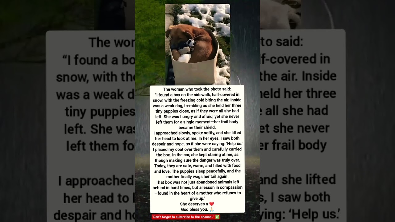 weak dog trembling, holding her three tiny puppies tight.Hungry, scared&hellip; but never letting them go