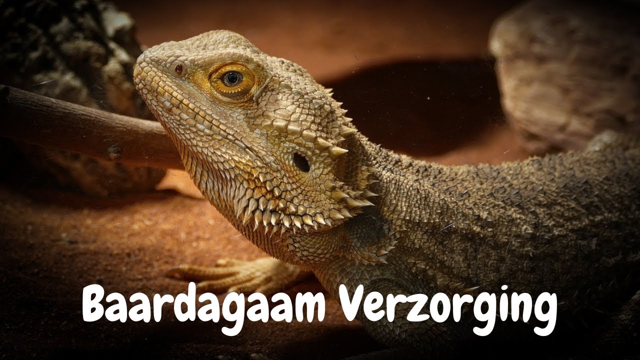 Ultieme Gids: Baardagaam Verzorging Voor Beginners!