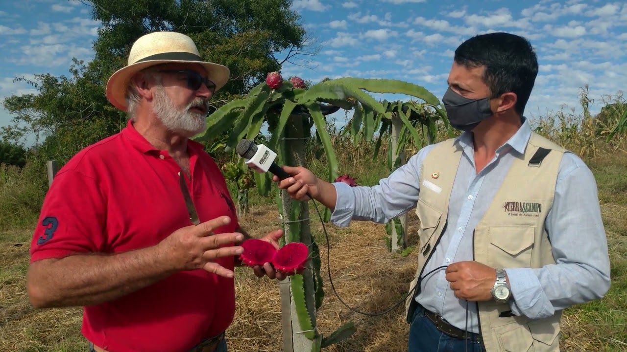 Conheça o cultivo da Pitaya  na região Sul do Rio Grande do Sul.