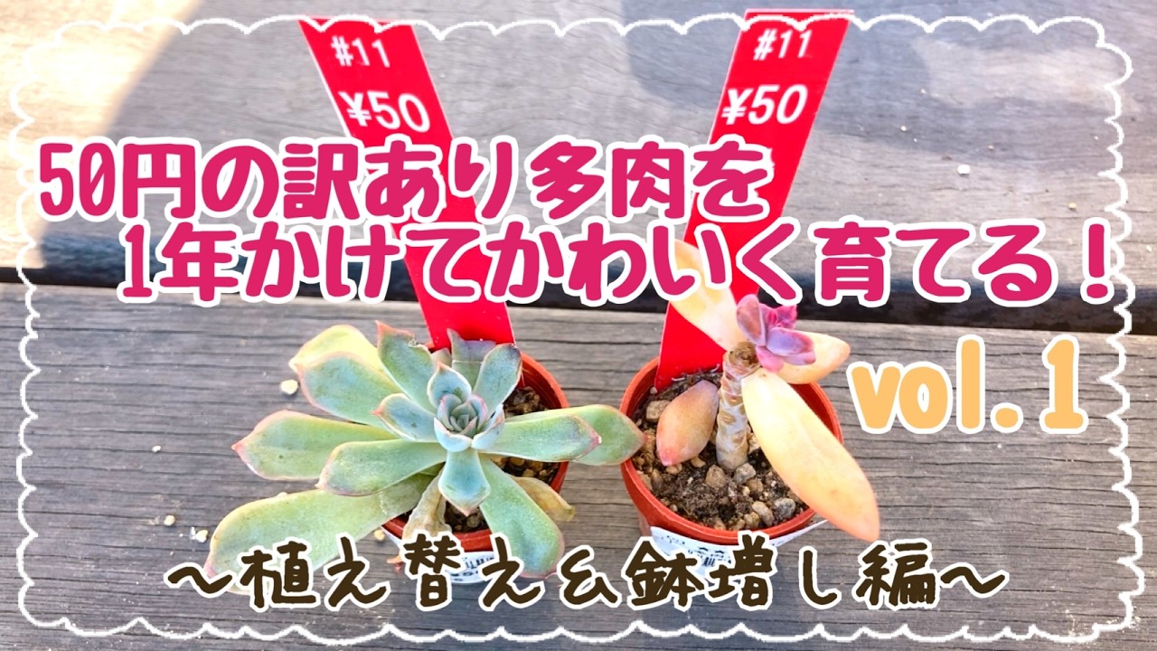ホームセンターで50円の訳あり多肉を発見🪴1年かけてかわいく育てるよ✊vol.1