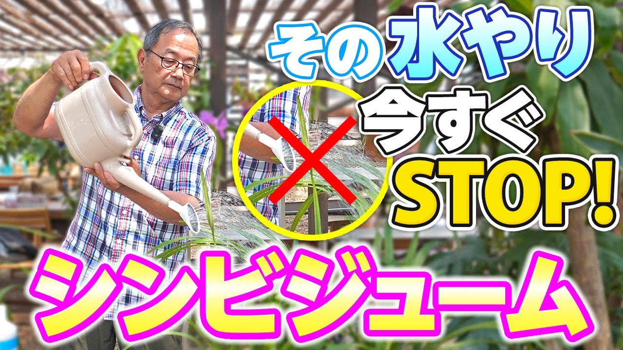 【洋蘭】シンビジュームの水やりはこうする！失敗しないための基本を解説していきます！[orchid]Watering Cymbidiums!@seedpot368  