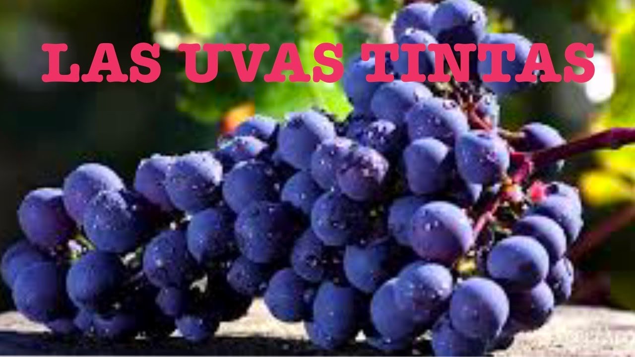 (39) LAS UVAS TINTAS