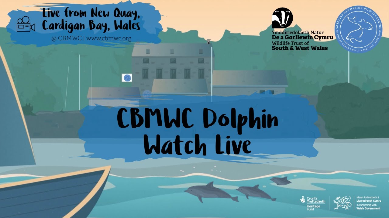 CBMWC Dolphin Watch Live 2026-02-02