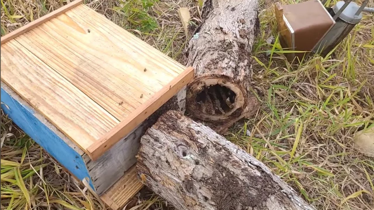 CAPTURA/ Abelhas africanizadas e nativas no mesmo toco🐝