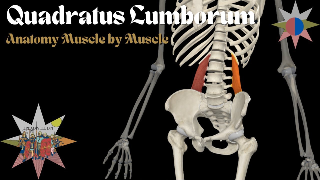 Quadratus Lumborum – Anatomy Breakdown & Clinical Relevance | Muscle by Muscle
