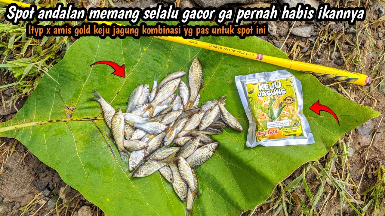 FULL REMUKAN STRIKE TERLALU CEPAT‼️|| Mancing wader teknik kumbul umpan amis gold | Waderan