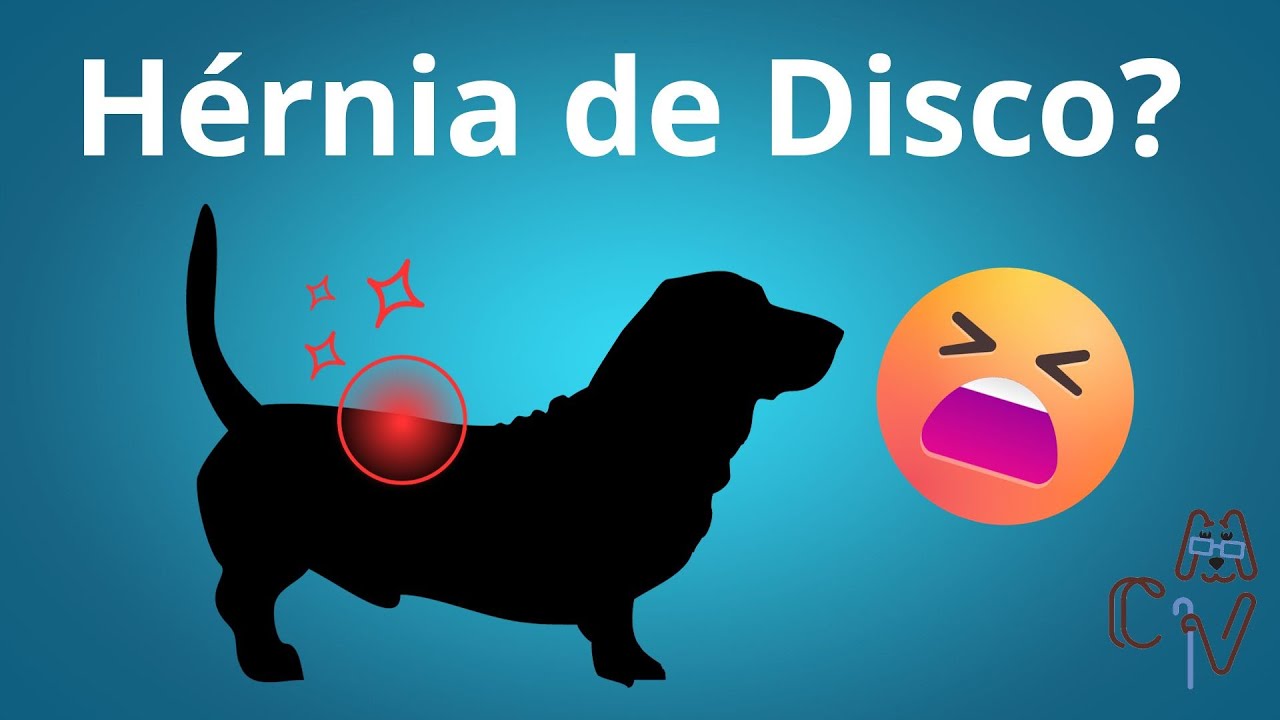 Cachorro com Dor nas Costas: H&eacute;rnia de Disco?