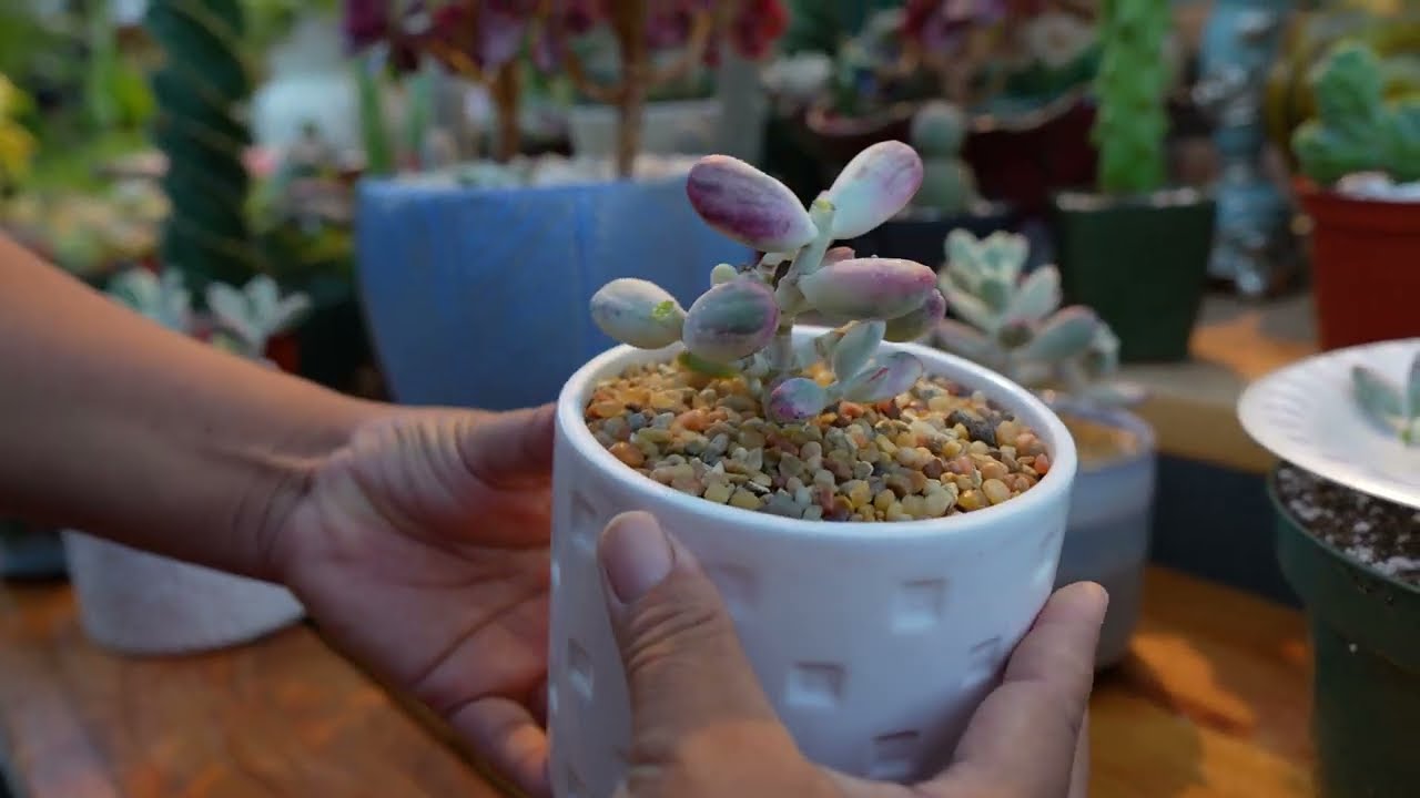 Hablando Y Propagación De Cotyledon Orbiculata Variegado