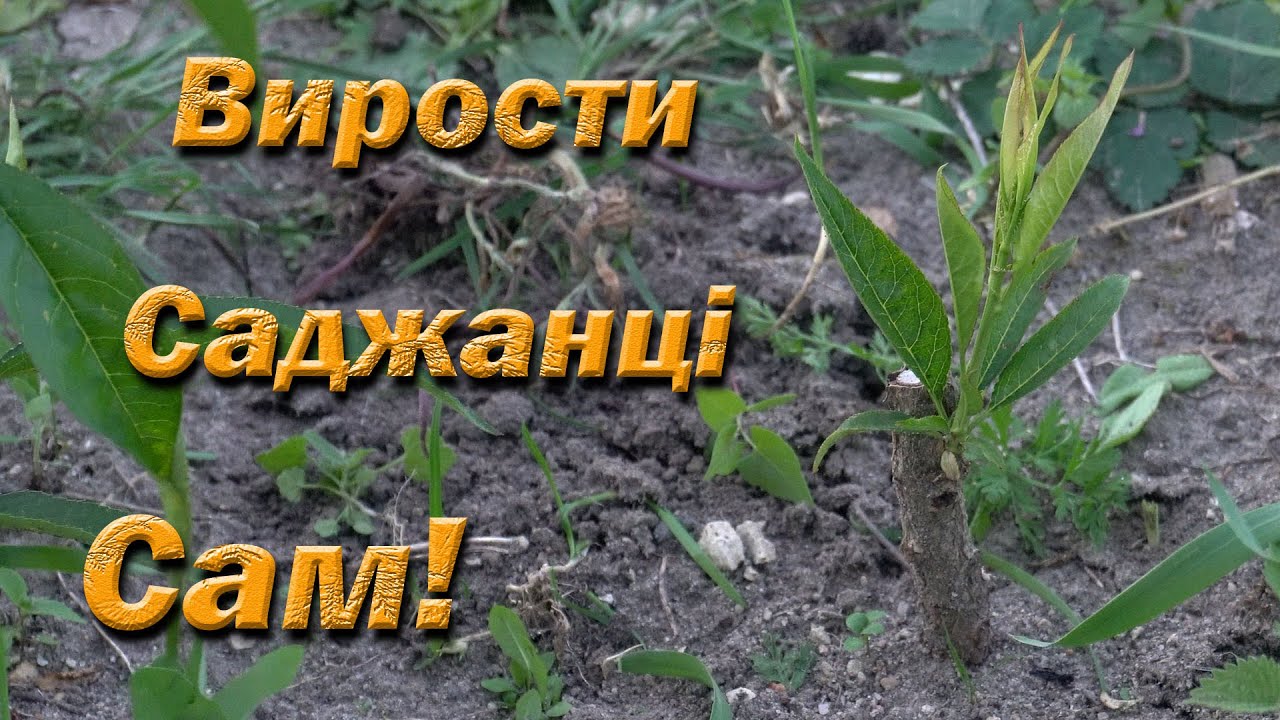 Выращивание саженцев персика. Окулировка плодовых деревьев. Как вырастить саженцы самостоятельно