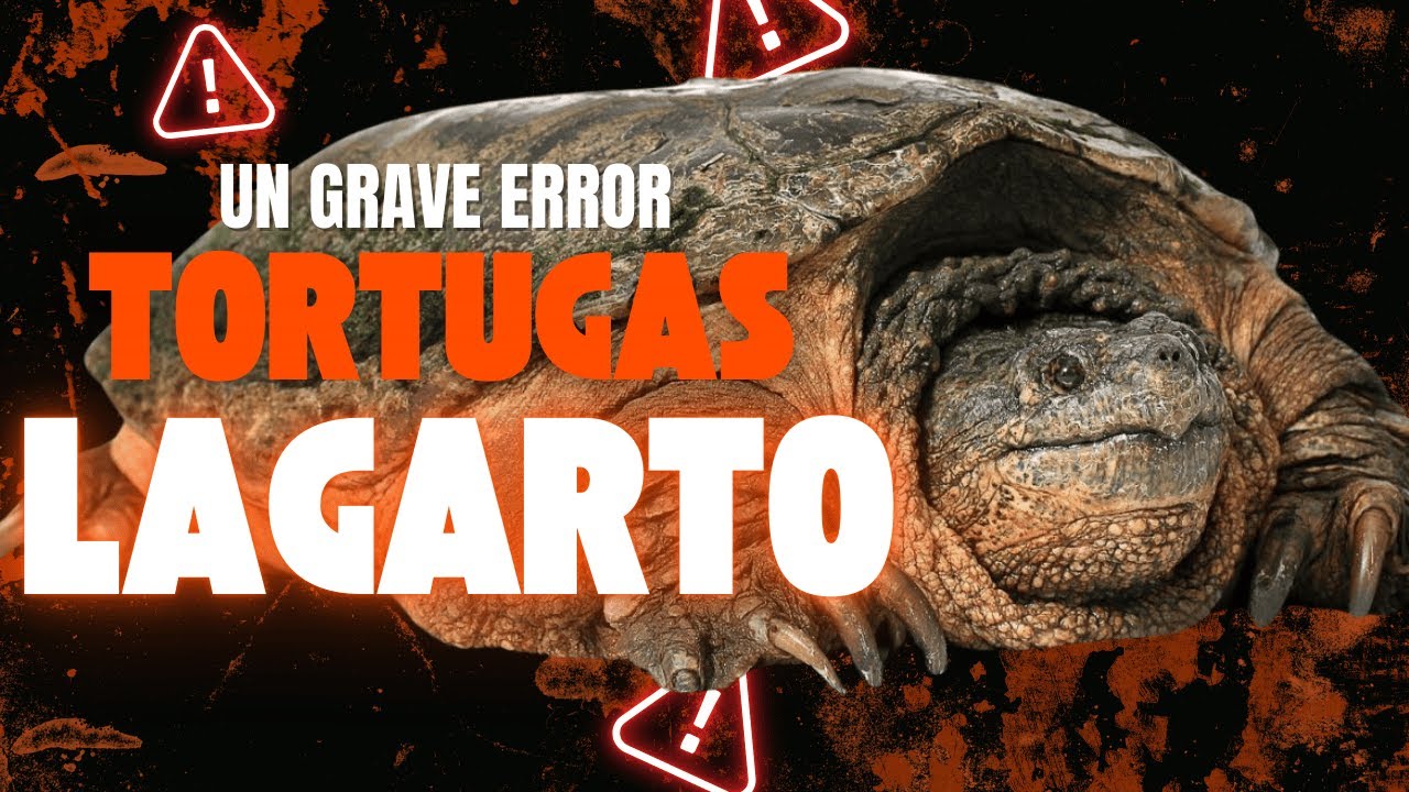 El GRAN PROBLEMA de LA TORTUGA LAGARTO