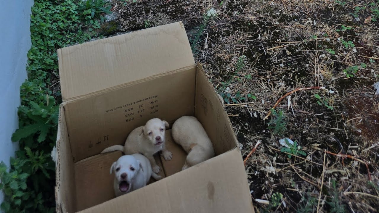 Three tiny  puppies were found abandoned in a cardboard box.  #puppies #abandoned #rescue #stray 