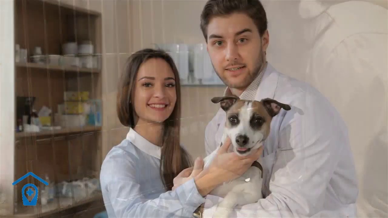 Capacitaci&oacute;n Cl&iacute;nica Veterinaria ONLINE