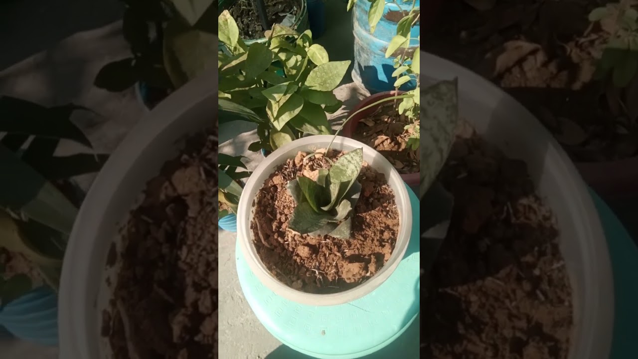 यह Snake Plant सबके घर होना चाहिए। Rare Drarf Plant Care Tips 🌿