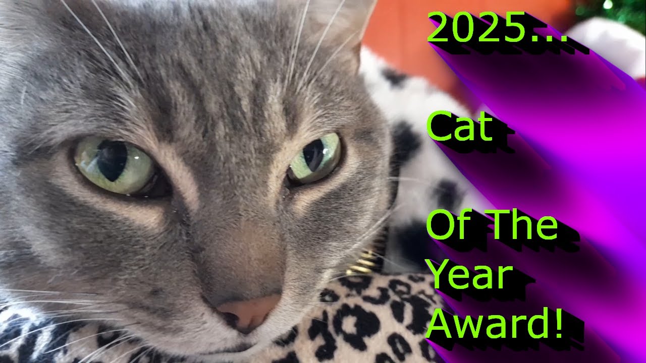 2025 Cat Of The Year Award!