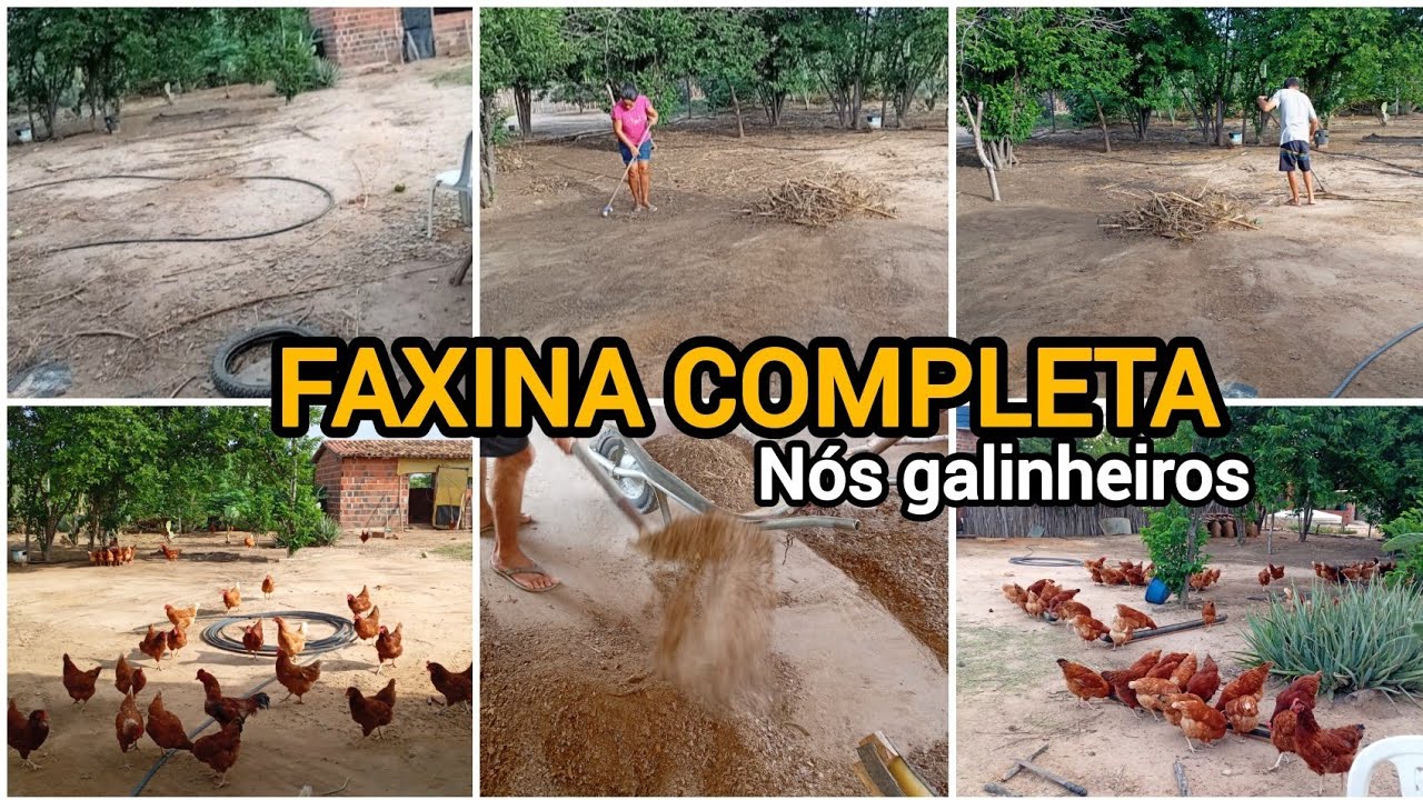 ROTINA NA ROÇA 🌾🧑‍🌾FAXINA COMPLETA NÓS GALINHEIROS 🐔