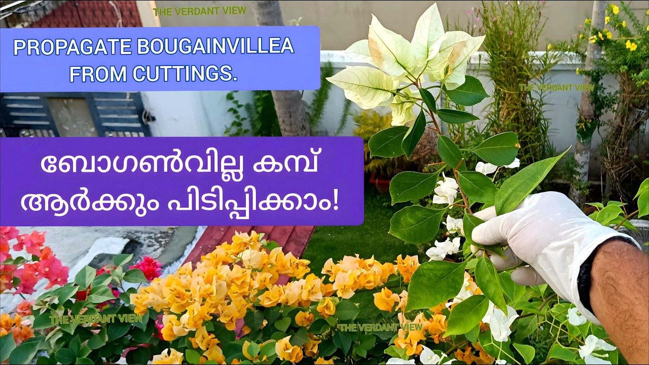 How To Propagate Bougainvillea From Cuttings. ബോഗൺവില്ല എങ്ങനെ കമ്പ് കുത്തി പിടിപ്പിക്കാം.