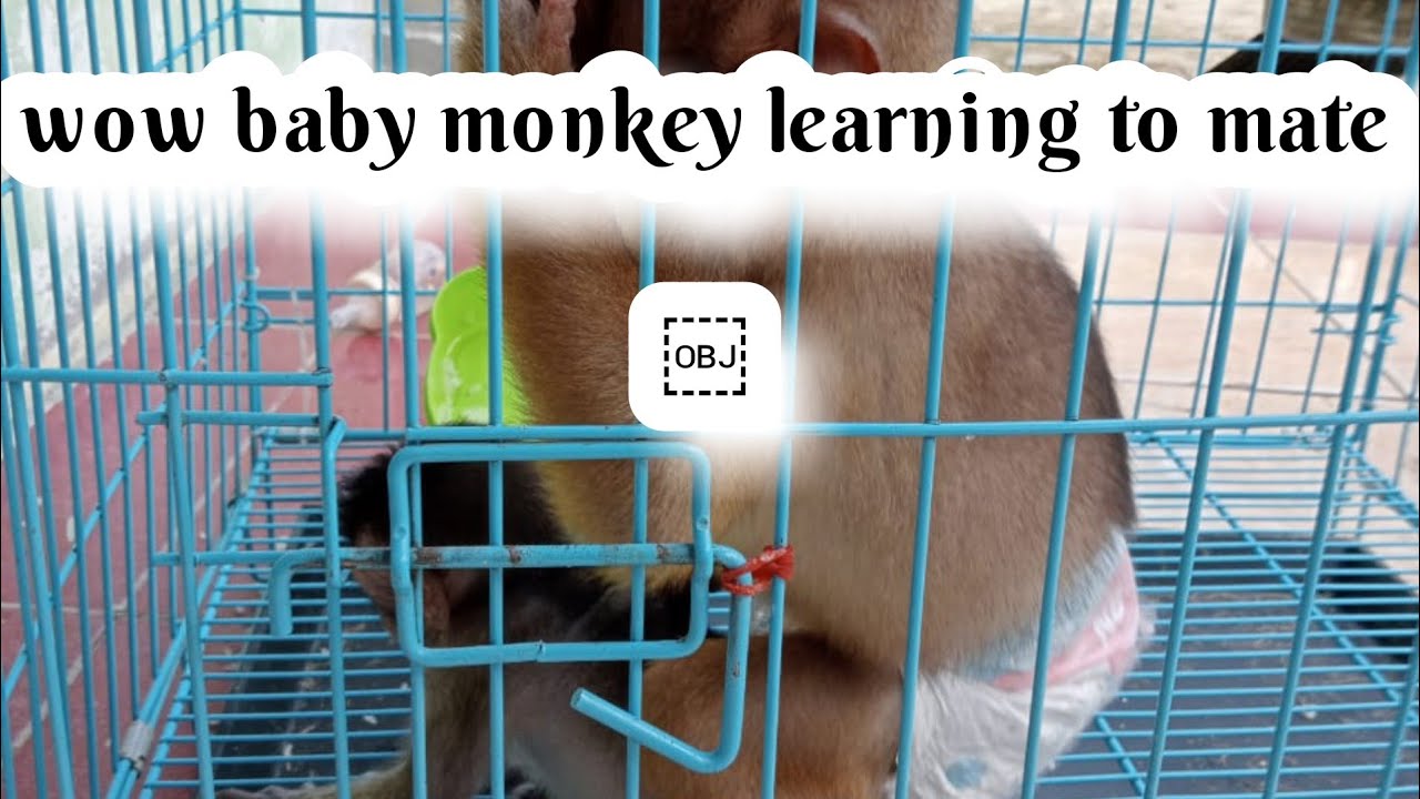 wow baby monkey monkeys are getting married#bebymonpai#monpaialien#bebysiva#bebykoko#bebymonkey s