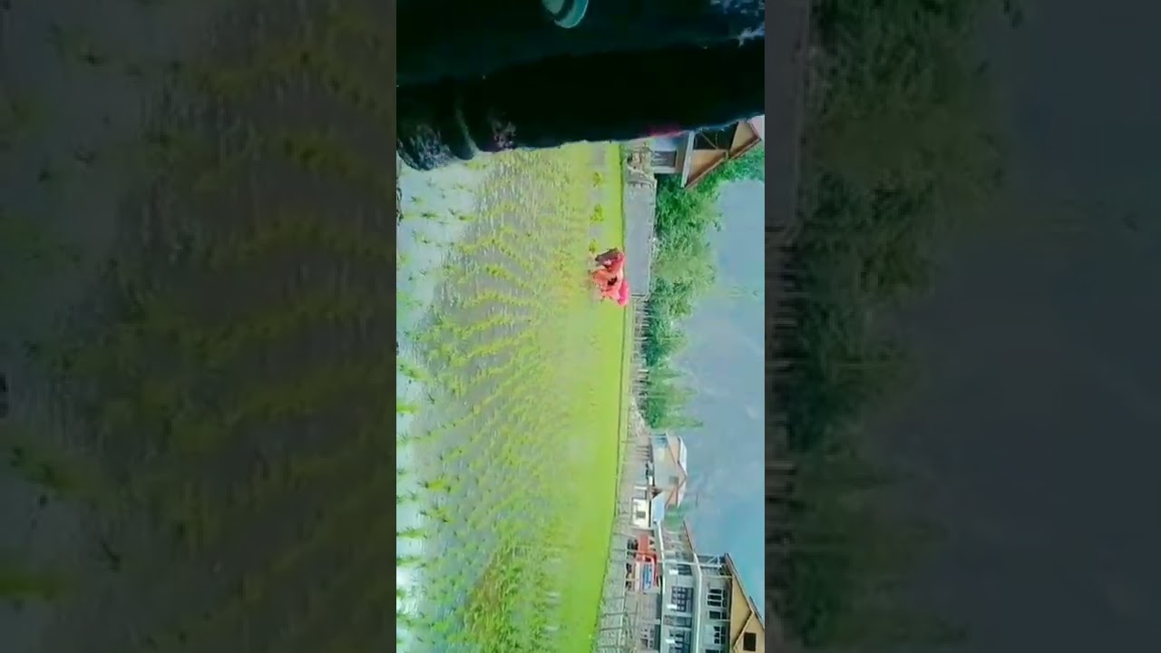 @Forming  of rice चावल की खेती.