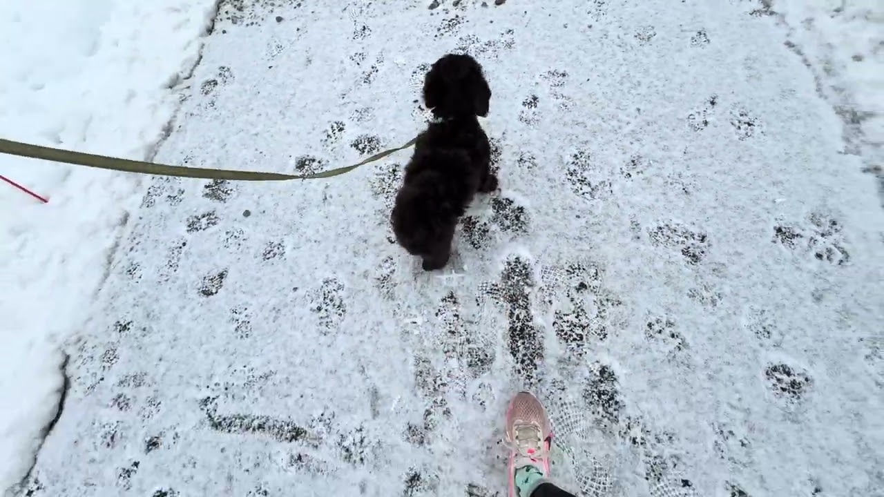 Rio gets Introduced to Leash Pressure! 2.19.26