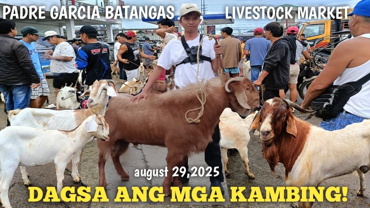 Presyo ng KAMBING! Bago Matapos ang Buwang ng Agusto!