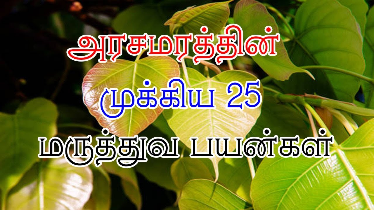 அரசமரத்தின் முக்கிய 25  மருத்துவ பயன்கள்
