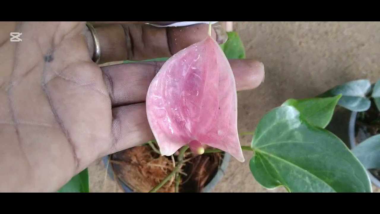 ඔන්න මම ගේනවා මගේ දාහත්වනි ⁣ සේල් එක ලස්සන පැල තියනවද බලන්නකො(077 -2677-295)