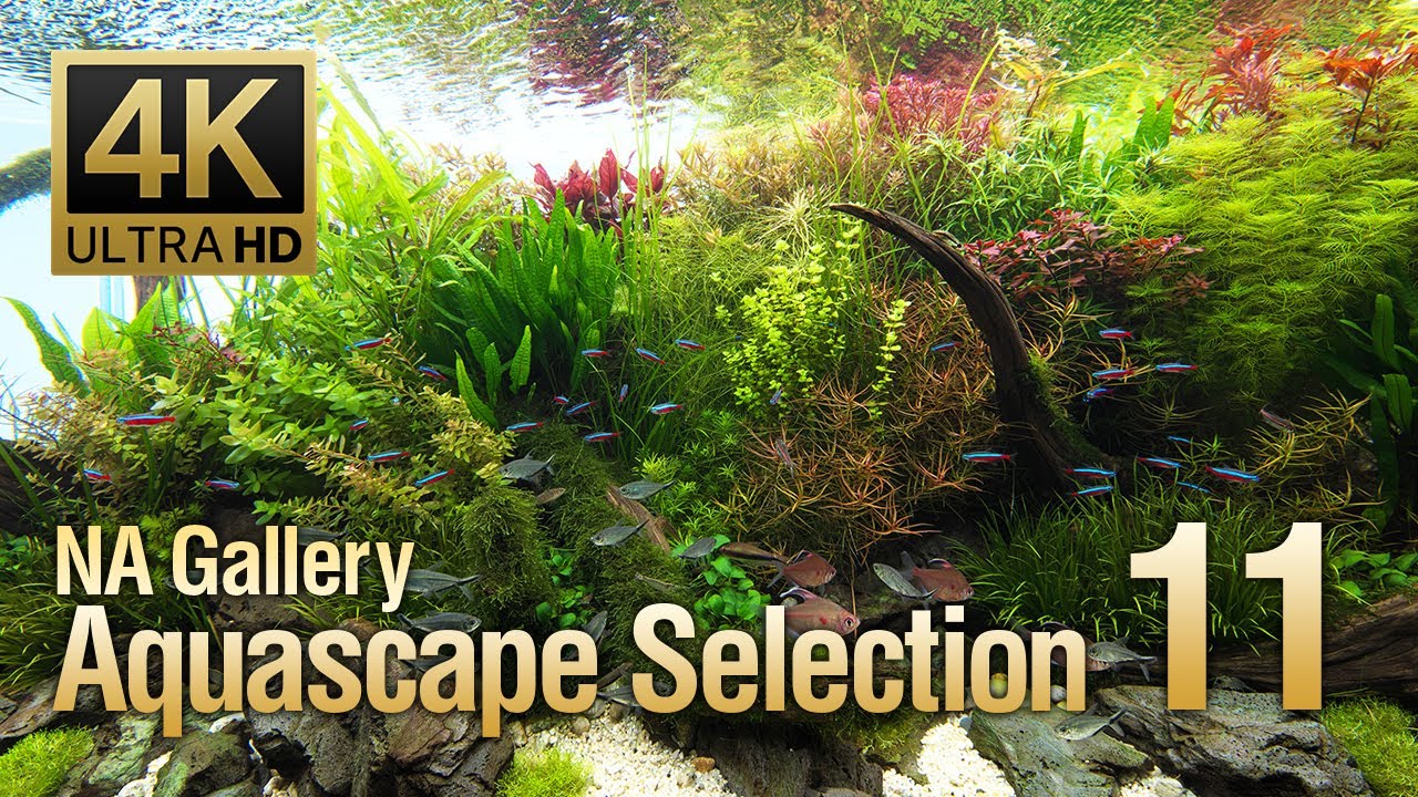 [ADAview] -4K- NA Gallery Aquascape Selection vol.11  ネイチャーアクアリウムギャラリー 水景セレクション11