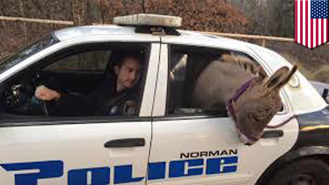 Police Animal Rescue: Lost donkey takes a ride in the back of a police cruiser - TomoNews