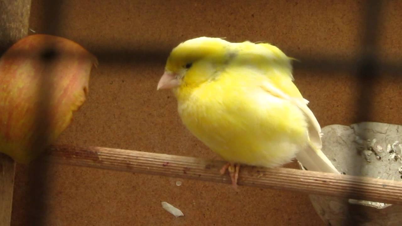 Canario con mala pata