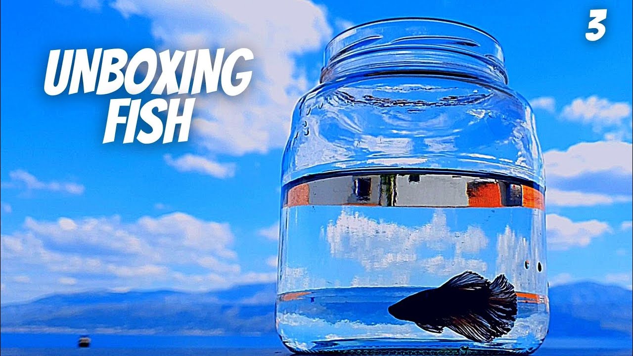 Unboxing Fish For Aquarium (EP3 Betta Tank) - Arrival Of The King