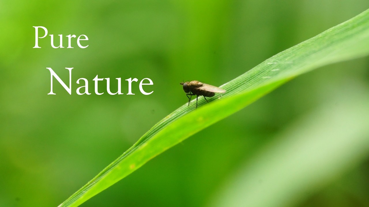 Stress Relief Nature Sounds  Calm River & Ambient Music
