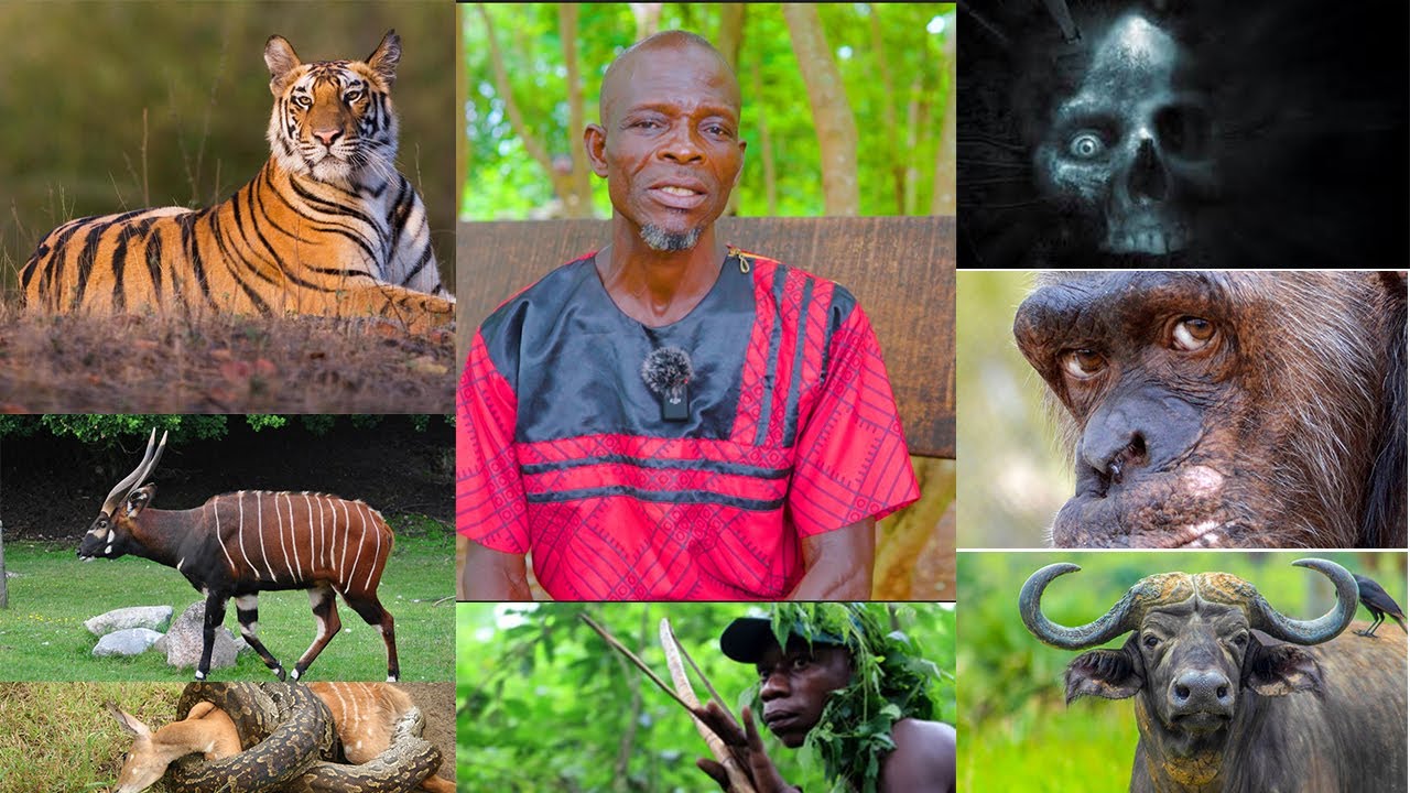 Eeii😒Unbelievable, DWARFS (MOTIA) Beát me in forest. My encounter with Tiger. Ghanaian Hunter story.