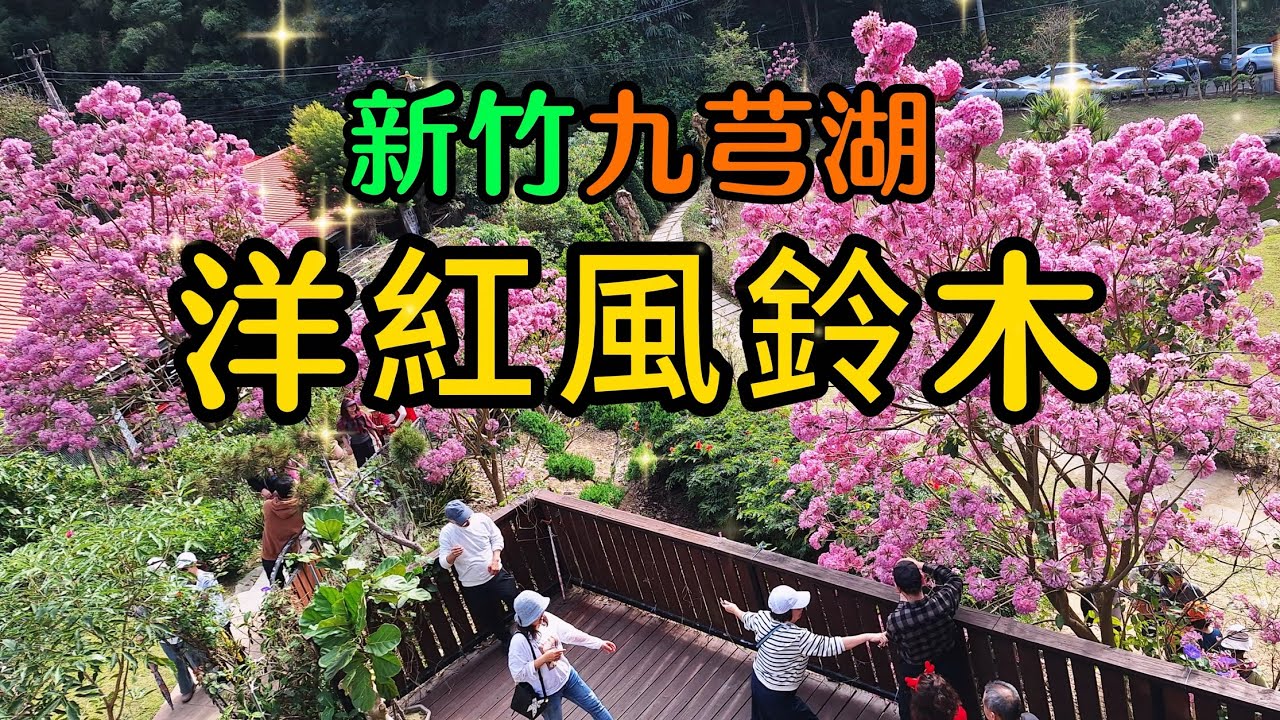 【新竹景點】新竹九芎湖陳家休閒農場，現在正是洋紅風鈴木盛開的時刻，來這裡賞花不收門票還內附免費停車場，農場內到處綻放著一顆顆有如繡球的粉色花朵，還有客家料理和咖啡廳，讓賞花的遊客可以在此休閒一整天～