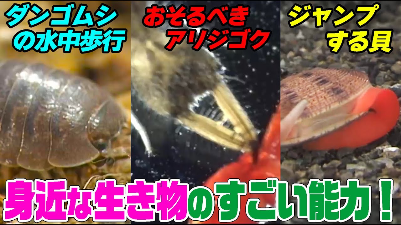 【夏休み自由研究SP】ダンゴムシはなぜ水中でも平気？ジャンプする貝って？アリジゴクの巣のおそるべき仕組みとは？身近な生き物たちのスゴすぎる能力をご紹介【どうぶつ奇想天外／WAKUWAKU】