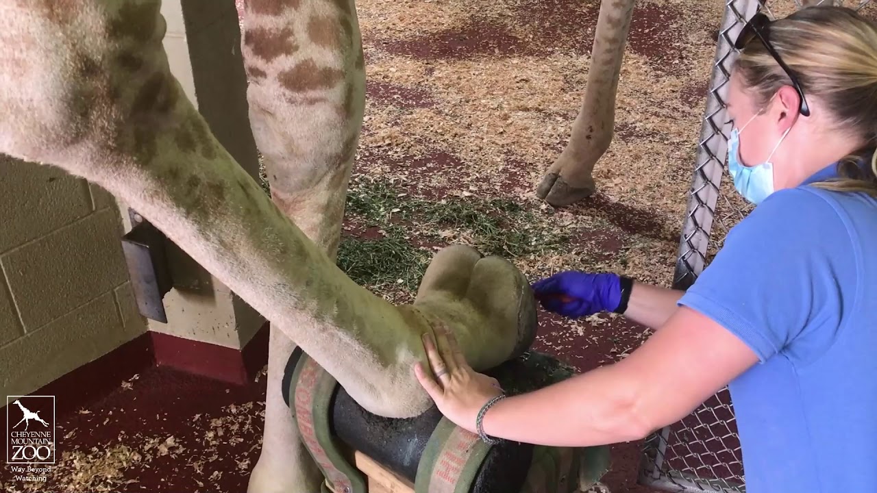 Get Up Close with Giraffe and Moose Hoof Care at CMZoo