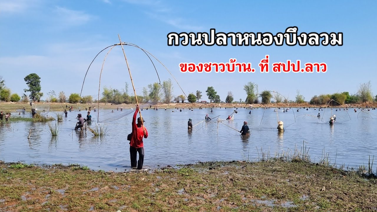 กวนปลาหนองบึงลวมของชาวบ้านดงน้อย เมือง อุทุมพร 🇱🇦
