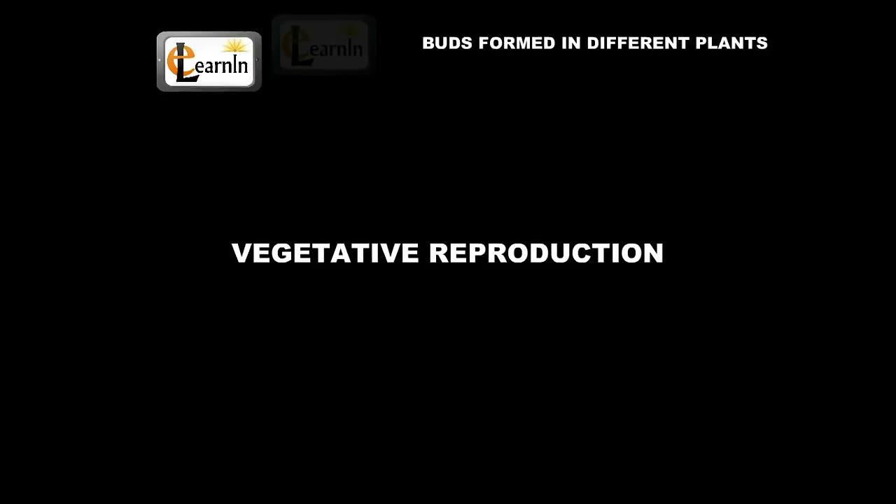 Bud Formation &  ( Vegetative Propagation)