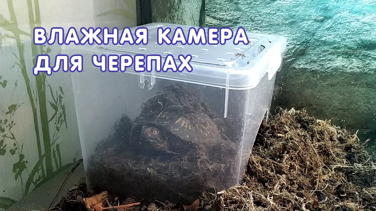 Влажная камера в террариуме черепах