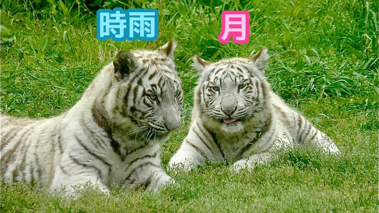 月ちゃんと時雨くん　遊んだりまったりしたり【伊豆アニマルキングダム】White tiger Tsuki-chan Shigure-kun Izu Animal Kingdom