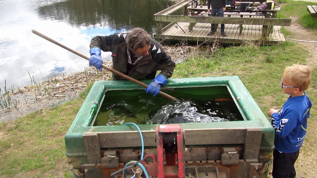 Anden udsætning af ørreder 2020-04-25 / Zweiter Besatz mit Forellen / Second stocking with trout