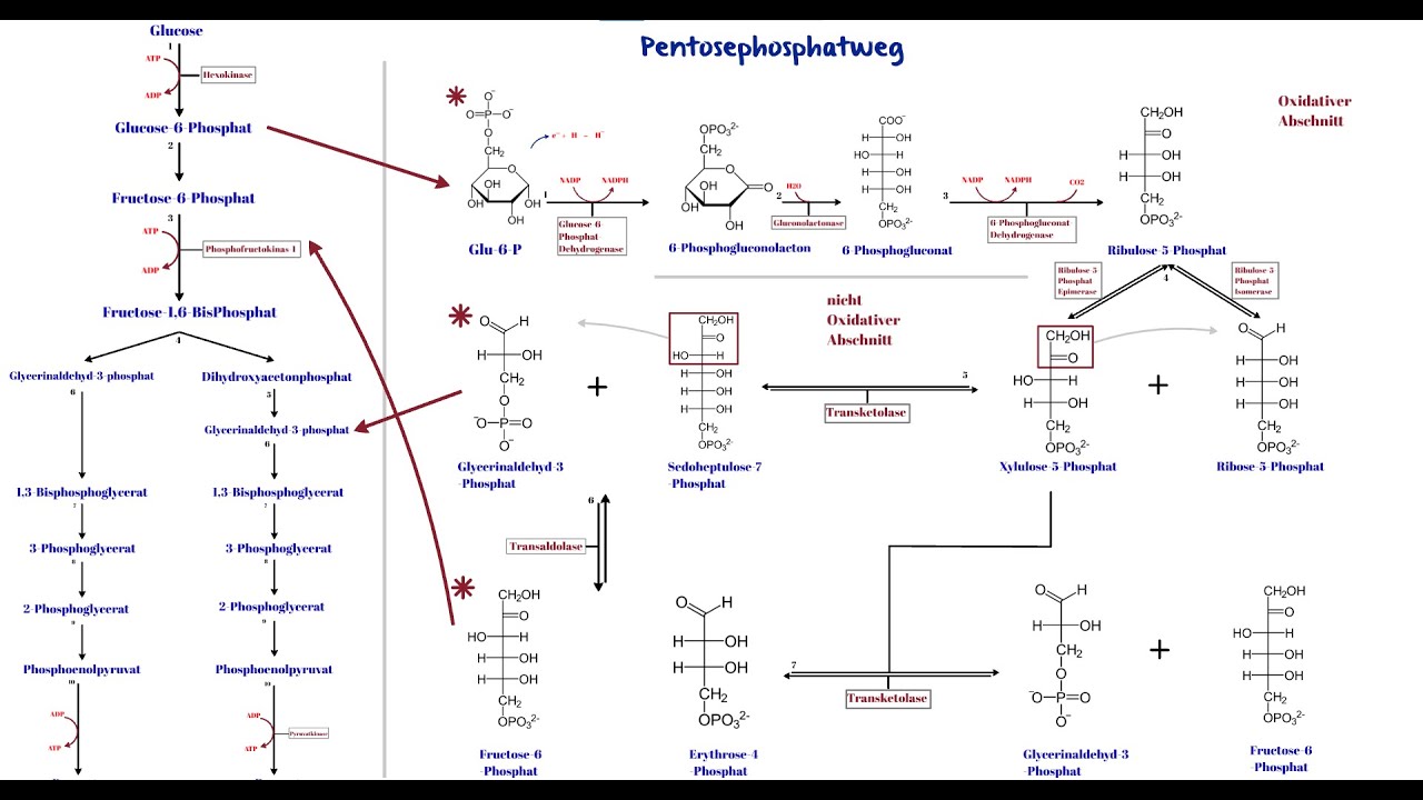 Pentosephosphatweg | Kohlenhydratstoffwechsel 3 | Glykolyse.
