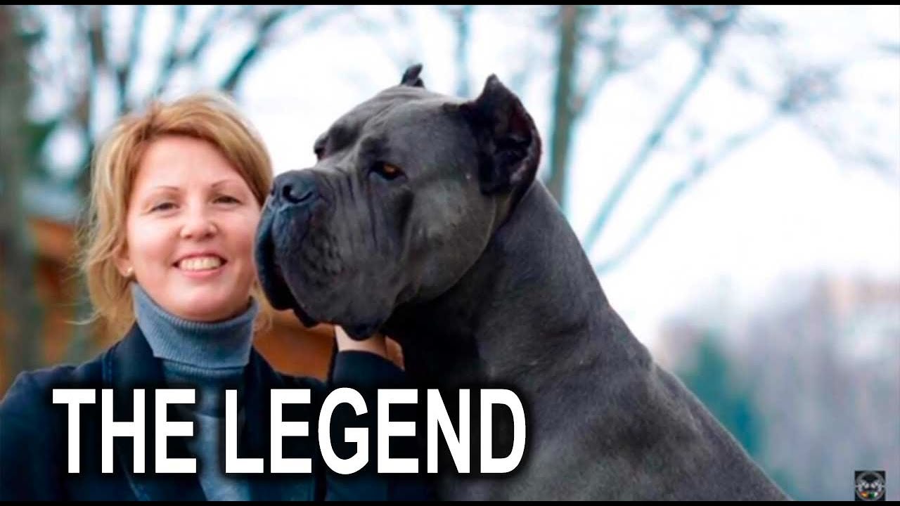 THE BEST DOG Cane Corso WORLD WINNER X-MAN
