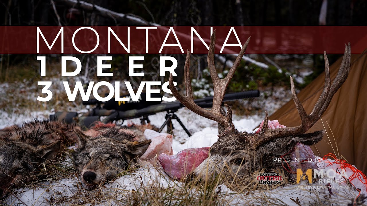 MONTANA 1 DEER | 3 WOLVES - MOA Rifles 4K Hunting Film