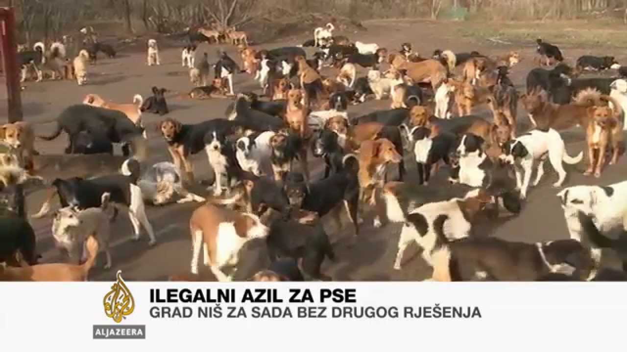Niš: Ilegalni azil za pse