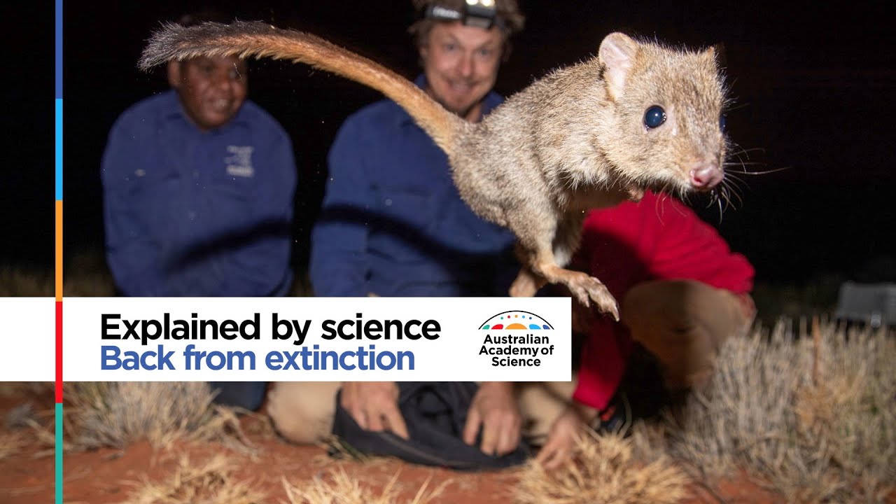 Bettongs: back from the brink | Explained by science