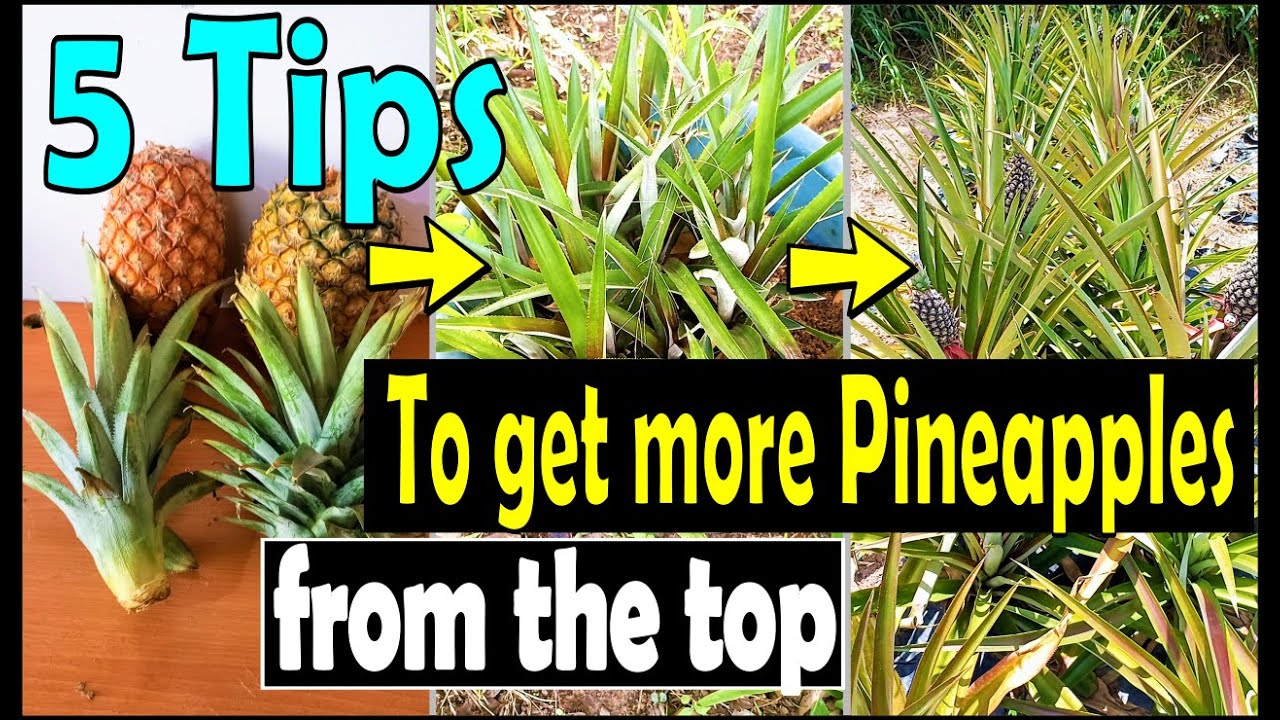 5 Tips to multiply Pineapple top successfully for more fruits