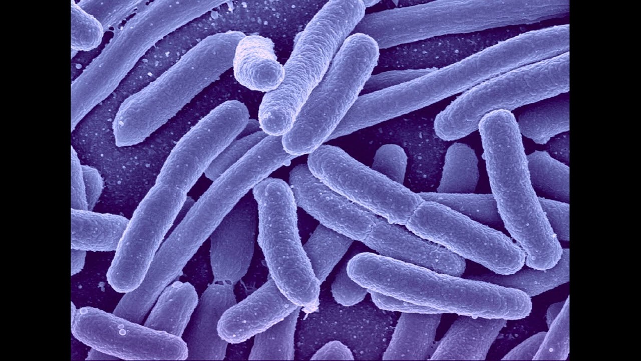 Бактерия Faecalibacterium prausnitzii продуцирующая Бутират   вещество улучшающее метаболизм организ