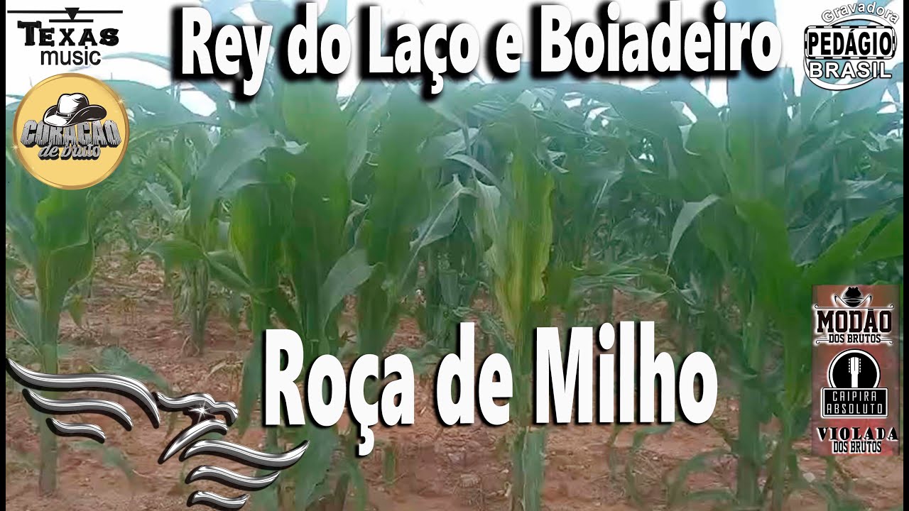 Roça de Milho - REY DO LAÇO E BOIADEIRO